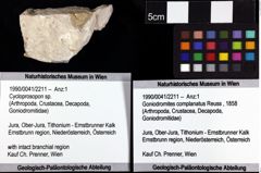 Foto (Objket + Etiketten) von Cycloprosopon sp. 